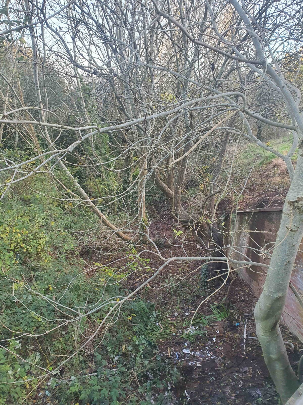 A wooded area with no rubbish in it