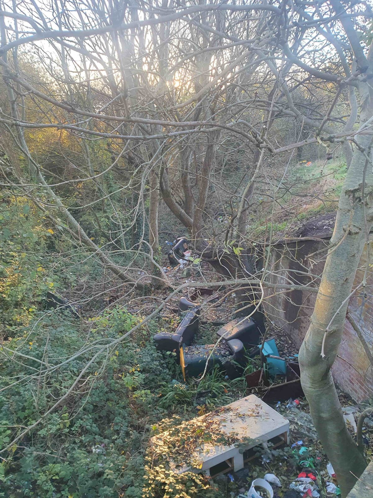 A wooded area full of rubbish